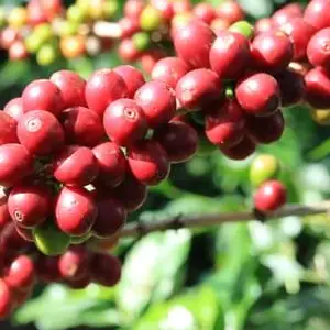 Anacafe 14 odrůda arabica 12 Anacafe 14 odrůda arabica 5