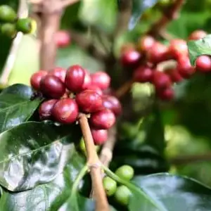 Anacafe 14 odrůda arabica 13 Anacafe 14 odrůda arabica 6