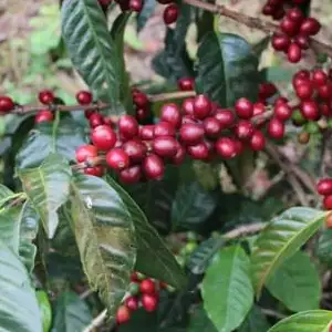 Anacafe 14 odrůda arabica 11 Anacafe 14 odrůda arabica 4